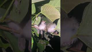 Colorful Butterflies, Sleeping Birds &amp; Hunting Spider | Amazing Night Wildlife Discovery