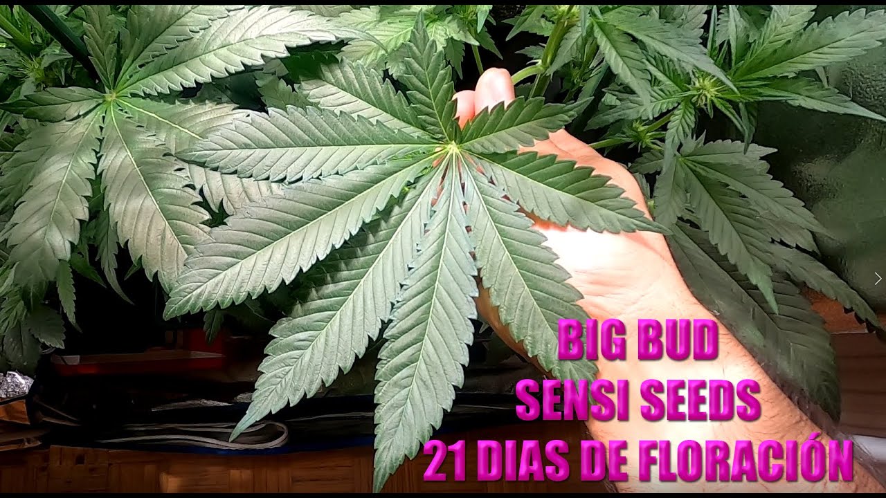 BIG BUD SENSI SEEDS 21 DIAS DE FLORACION