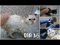 Día de bañar mis gatos │Vlog #36