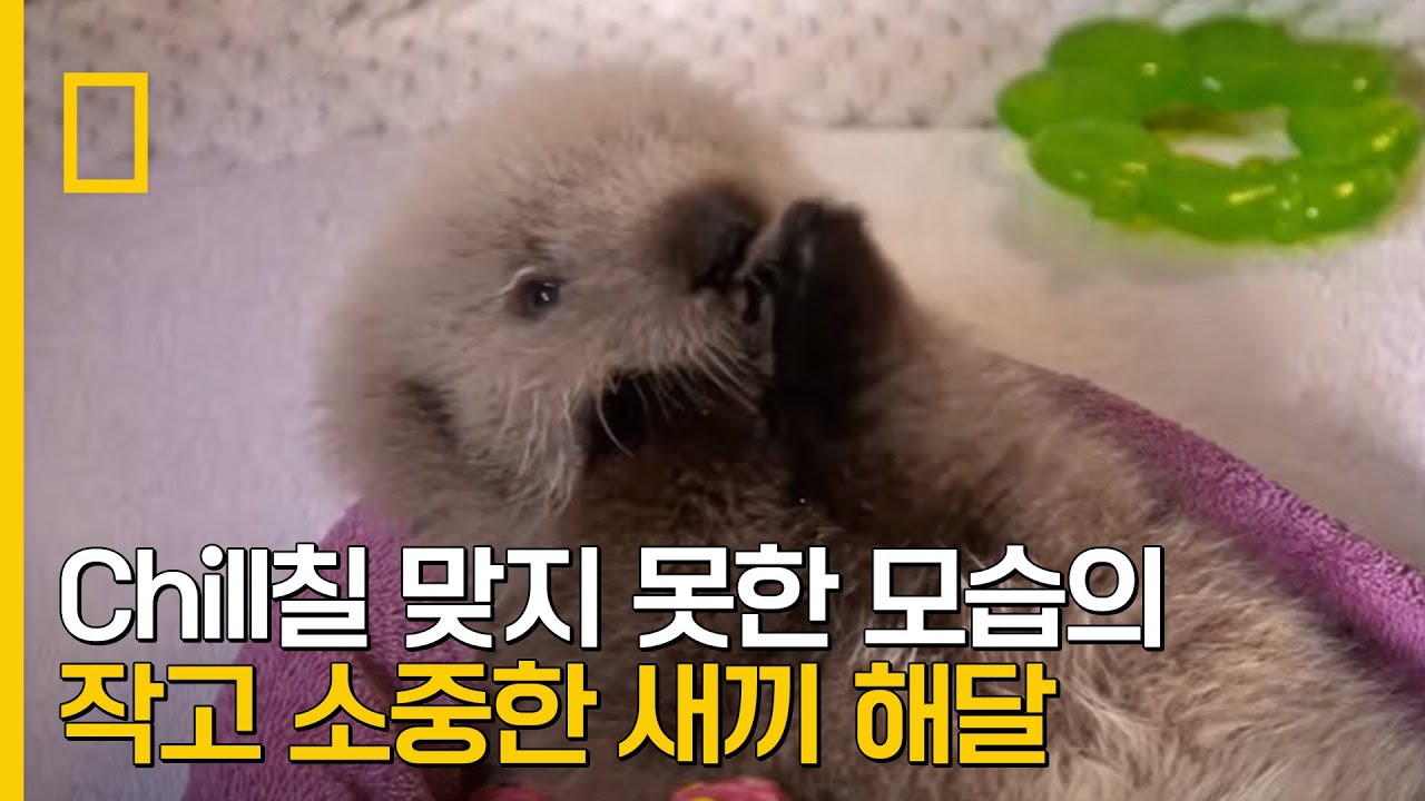 (심쿵 주의) 작고 소중한 새끼 해달의 chill칠 맞지 못한 모습 ｜ 알래스카 동물 구조대