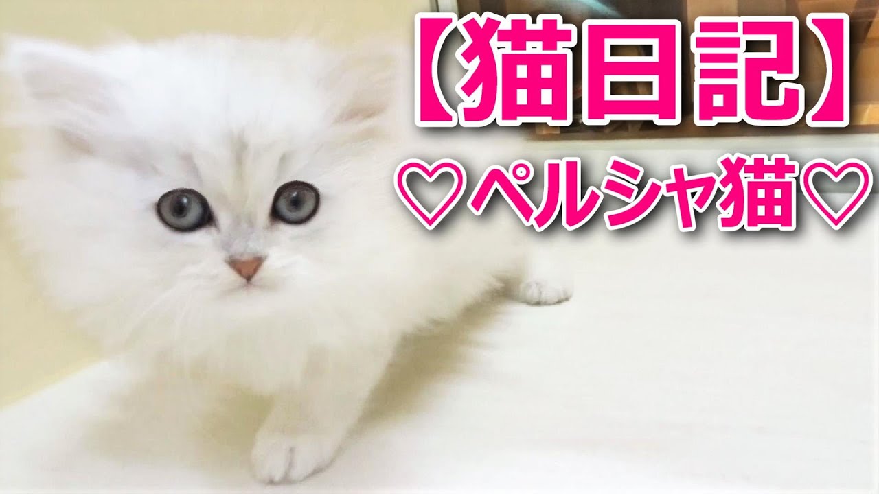 ペルシャ猫の子猫ちゃん チンチラシルバー 年5月最新ブリーダー情報 ふわふわの猫動画 猫専門ブリーダー ペット蔵人 Youtube