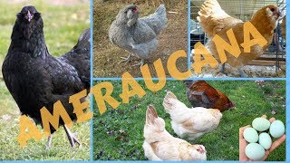 Tavuk Dünyası - Ameraucana ırkı ve özellikleri