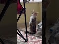#cat #cats #catvideos #kedi #funny #funnycats #funnyvideo #turkishcat #keşfet #shorts #short #kitten