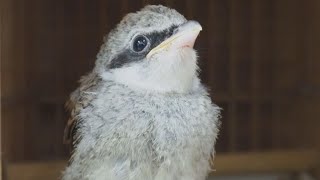 絶滅危惧種の渡り鳥｢アカモズ｣　世界で初めて人工ふ化させ育てることに成功　豊橋総合動植物公園　愛知