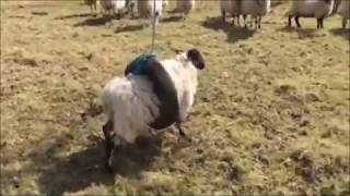 Sheep get Themselves Into the Most Interesting Predicaments by Gone Viral 867 views 5 years ago 16 seconds