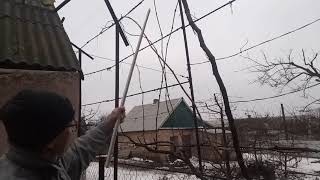 видео: Обрезка кустов винограда с нестандартной формировкой картинка: Обрезка кустов винограда с нестандартной формировкой
