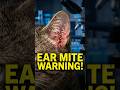 The Hidden Cause of Constant Ear Scratching #cathealth