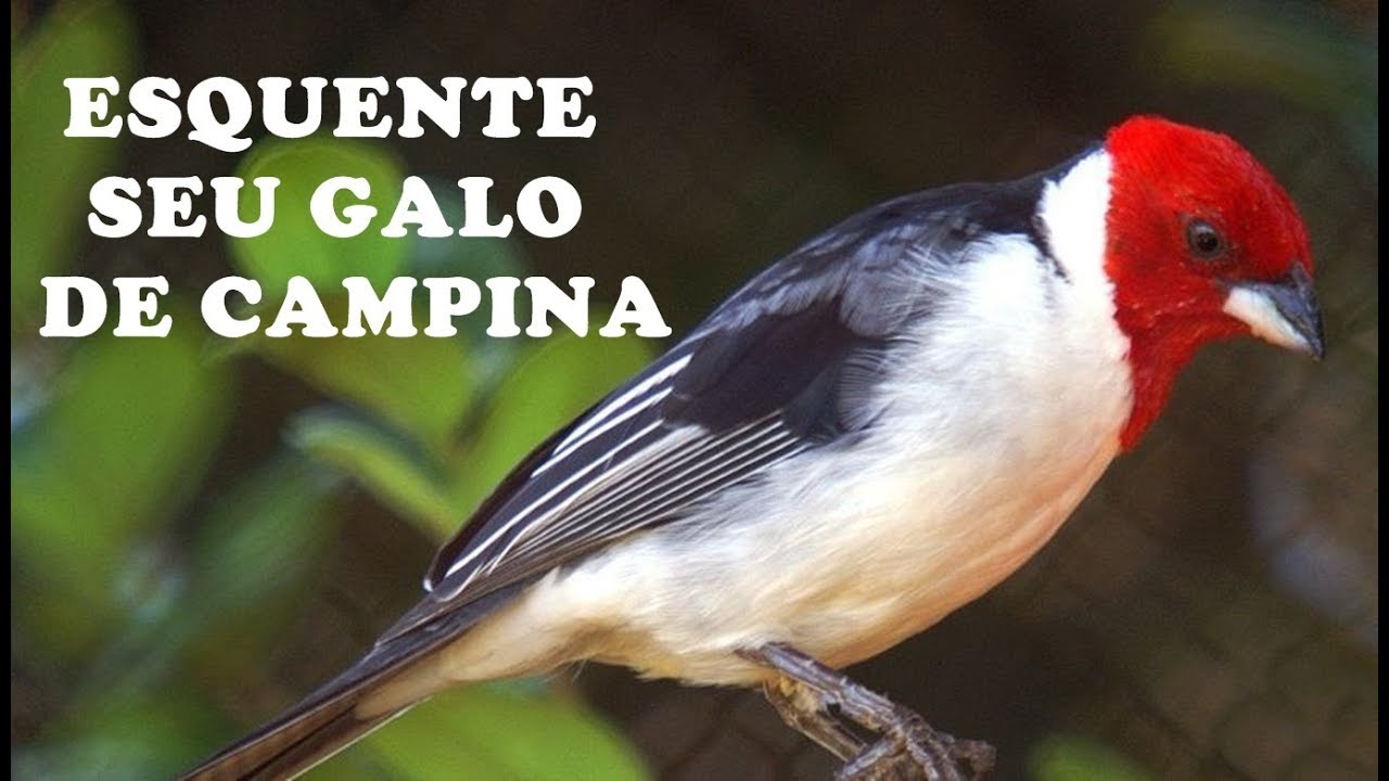 Como Saber Se O Galo De Campina é Fêmea