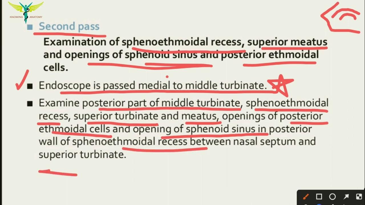 Diagnostic Nasal Endoscopy Indications Technique Passes and