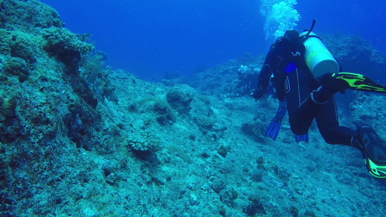 Dive #18 Golden Arch Remora on dive buddy Rik, Trumpetfish - YouTube