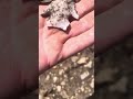 Small Arrowhead After GIANT Flood #arrowheadhunting #artifacthunting #nature #rockhounding #missouri