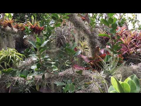 Vídeo: Tillandsia Atmosfèrica: Normes Per A La Cura D'una Planta A Casa. Descripció D'espècies I Mètodes De Reproducció