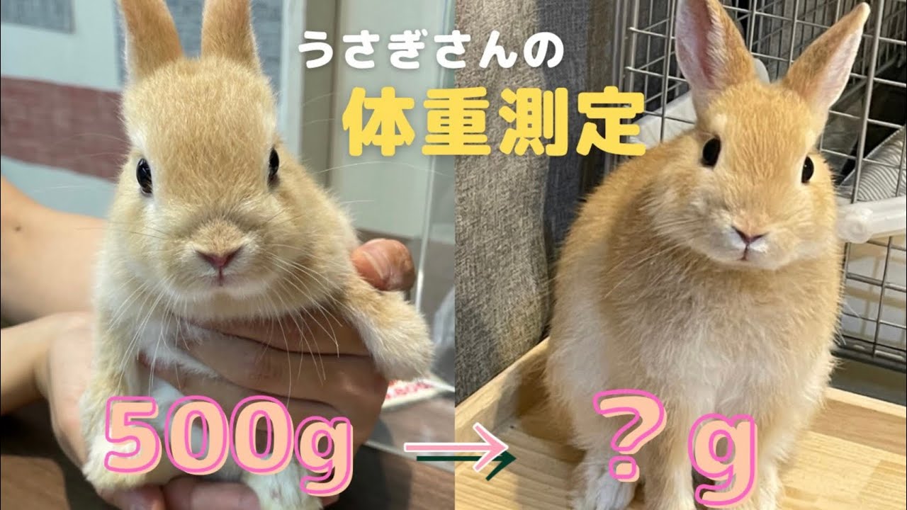 生後3ヶ月の体重のビフォーアフターを公開されちゃったうさぎがこちら No 26 Youtube