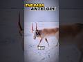 Strangest Animals That Actually Exist! #top5 #entertaininganimals #animals