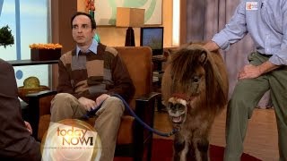 Dead Wife And Kids Replaced By Miniature Horses
