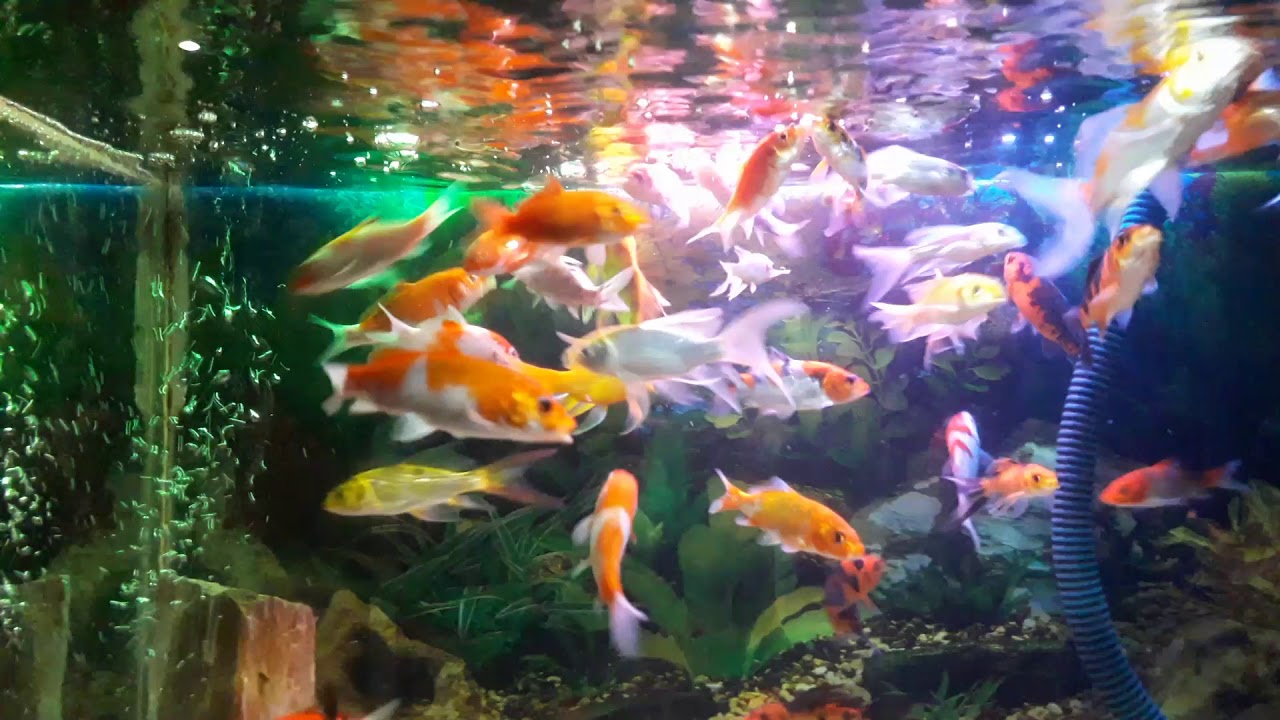  Ikan  koi  aquarium  YouTube