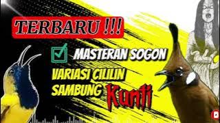 TERBARU | MASTERAN SOGON VARIASI CILILIN SAMBUNG KUNTI #sogon #sogongacor #honeybird