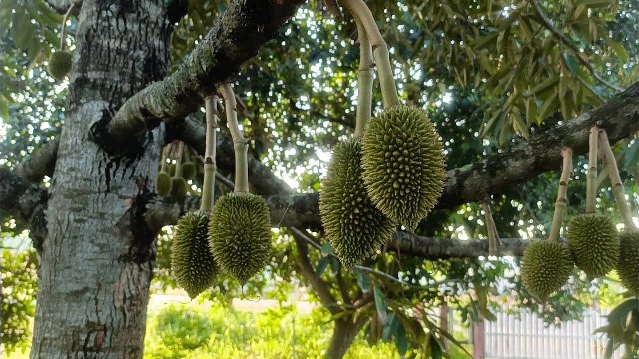 อุปสรรคที่ห้ามไม่ได้ ทำให้ทุเรียนในช่วงระยะหางแย้ และไข่ไก่ ร่วงหล่น ที่ทุเรียนบ้านเนิน