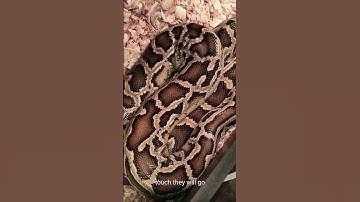 BURMESE Python handling tips and tricks #reptiles #healthy #burmesepython