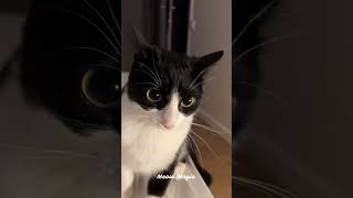 Funniest cat moments #viral  #funnycats #funny #funnypets