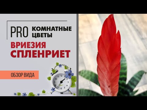 Необычное комнатное растение Вриезия сорт Спленриет | Бромелия Огненный меч