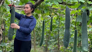Harvest Green Winter Melon Garden To Sell At Market - Gardening