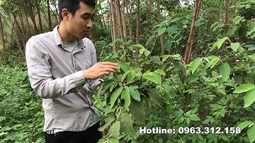 Tìm hiểu cây an xoa - Khắc tinh của bệnh gan