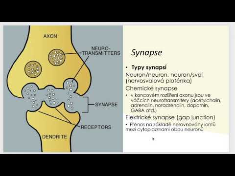 Nervová soustava část 1