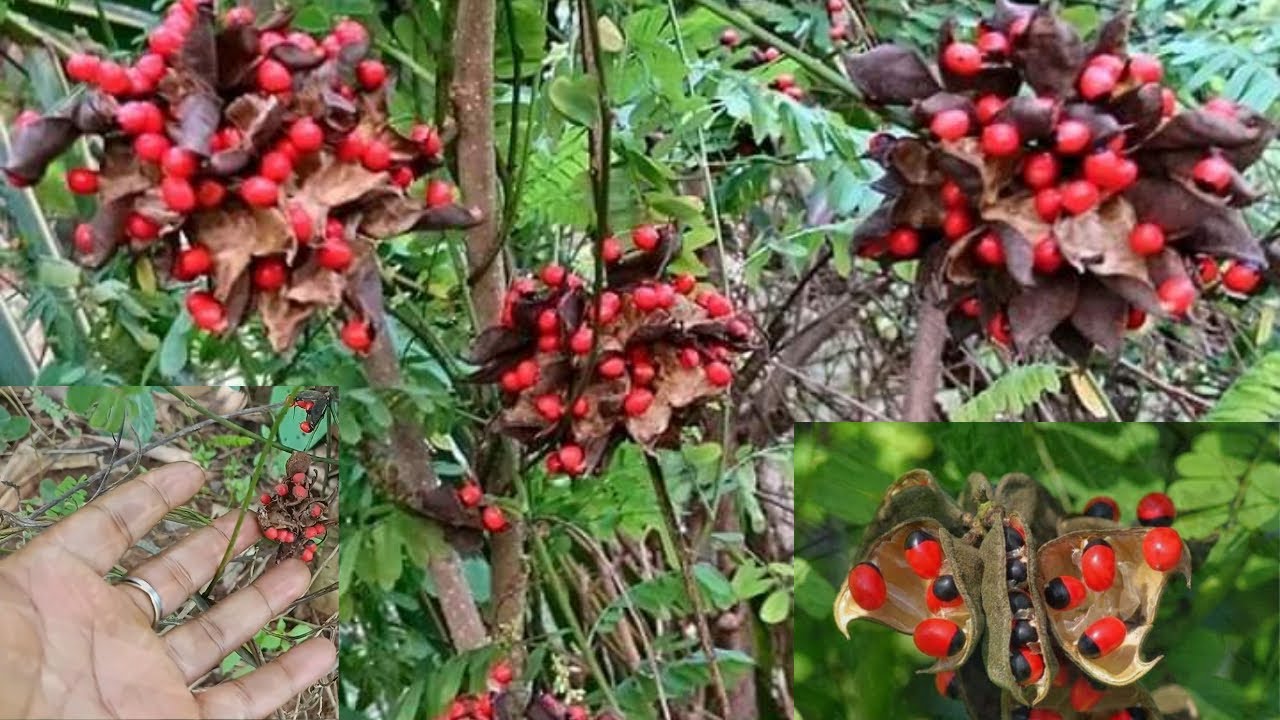 Muwoomya Nabunya Olusiiti Amazzi Agamansuka Obwagazi Bwokwegatta Nemigaso Emilala