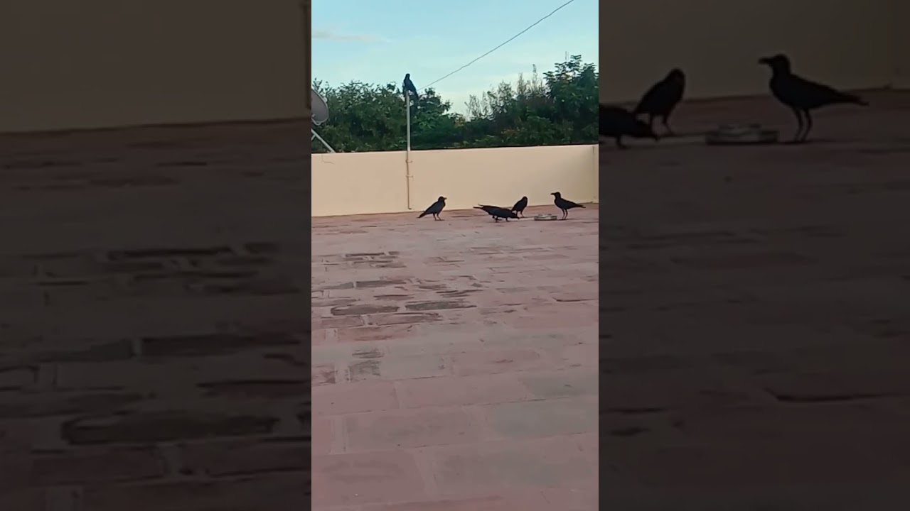 open terrace crow feeding rice and water