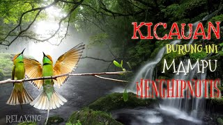 Download Lagu Kicauan Burung ini bikin terhipnotis... / BACK TO NATURE Download Lagu Kicauan Burung ini bikin terhipnotis... / BACK TO NATURE
