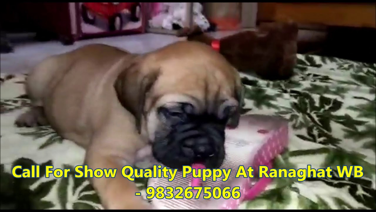 swarun raj Show Quality Champion Bloodline Bullmastiff Puppies At Ranaghat WB l Mob 9832675066