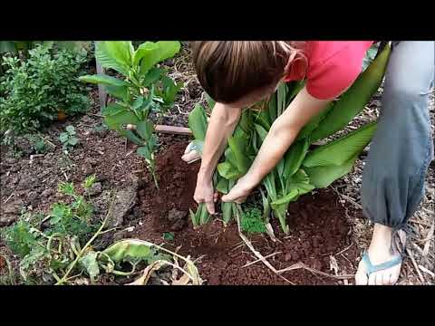 Vidéo: La Composition Chimique Complète Du Curcuma