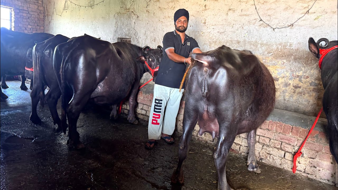 28 April 2025 ਫੋਨ 88721-73029 👈 8-9 ਝੋਟੀਆ ਵਿਕਾਊ ਗਗਨਦੀਪ ਸਿੰਘ ਕੋਲ ਨਾਲੇ ਭਾਅ ਵਿੱਚ ਆ ਸਾਰੀਆ ਝੋਟੀਆ 😲😲🤏