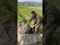 Farmer Digs Potatoes by Hand After Removing Film & Leaves