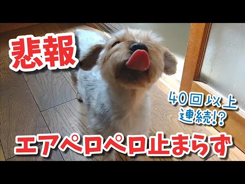どうしてそうなった 犬に を与えたらペロペロが止まらなくなってしまいました 共食い疑惑カラス ヤギ猫 ヤギ姐御 逃し亀 1023 カラス 四つ足カルテット Youtube