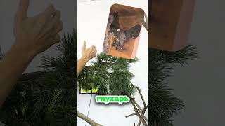 Дерево для охотника ТГ: RaDeco_home #бонсай #дерево #охота