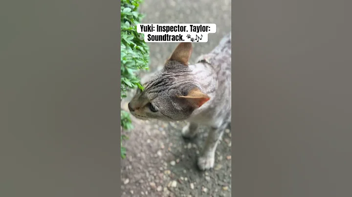 Watch the video about Detective Yuki Meets Taylor Swift’s Smelly Cat 🌿🐾 | Walks with Yuki #taylorsversion #cat #pets