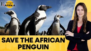 South Africa: Conservationists Wage Legal Battle to Protect African Penguins | Firstpost Africa