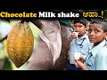 Lets make chilled chocolate milkshake  cocoa processing  cocoa milkshake recipe  summer drink