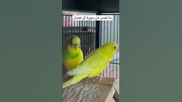 #سورة_آل_عمران #قرآن #المصحف #عبدالباسط_عبدالصمد #مصر #طيور #البادجي #quran #birds #budgies #texas