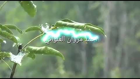 الشيخ وليد إبراهيم سورة هود من صلاة التراويح