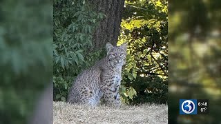 First Alert Weather Extra: Bobcat sightings in Hamden