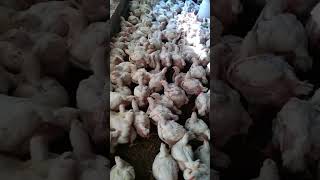 kushwaha poultry farm Chik #trendingshorts#viralvideo #shortvideo