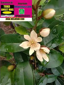 tanaman cempaka Mulya, tanaman cempaka putih, tanaman bunga cempaka #shorts