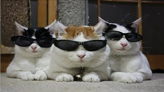 СМЕШНЫЕ КОТЫ И ДРУГИЕ ЖИВОТНЫЕ / 3 МИНУТЫ СМЕХА / FUNNY CATS AND OTHER ANIMALS