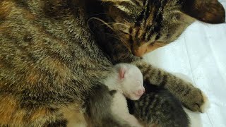 three nursing kittens fall to sleep