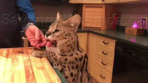 Video 1018341: savannah serval, cute serval, servals love