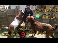 اقوى عروض المعلم فهد هو اصغر مربى في العالم سلالات الماعز البور والماعز الشامي 