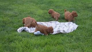 F1B Miniature Goldendoodle Puppies For Sale by Greenfield Puppies 78 views 2 days ago 41 seconds